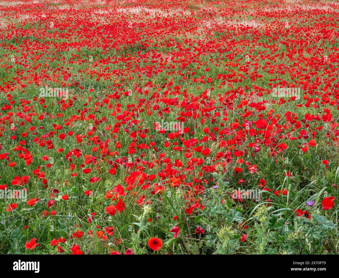 Sfondo anzac. Remember Day, Memorial in nuova Zelanda, Australia, Canada e Gran Bretagna. Cuccioli rossi. Giorno commemorativo dell'armistizio, giorno di Anzac Foto Stock