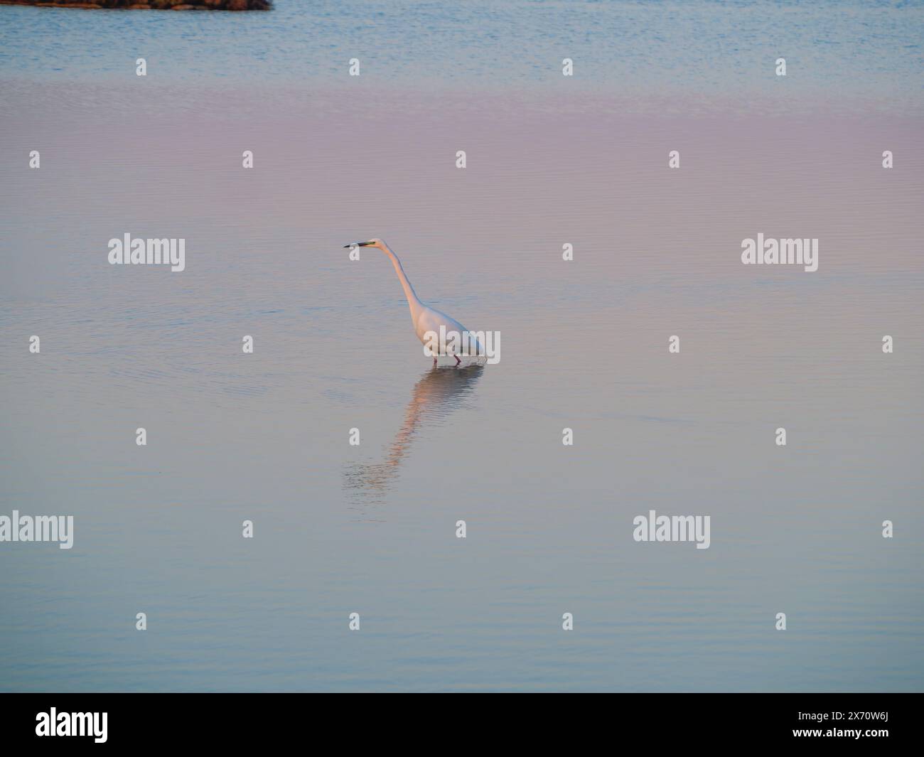 Grande-gola (Ardea alba) noto anche come egret comune. Little Egret (Egretta garzetta) Little Egret, Snowy Egret che vola sull'acqua. Foto Stock