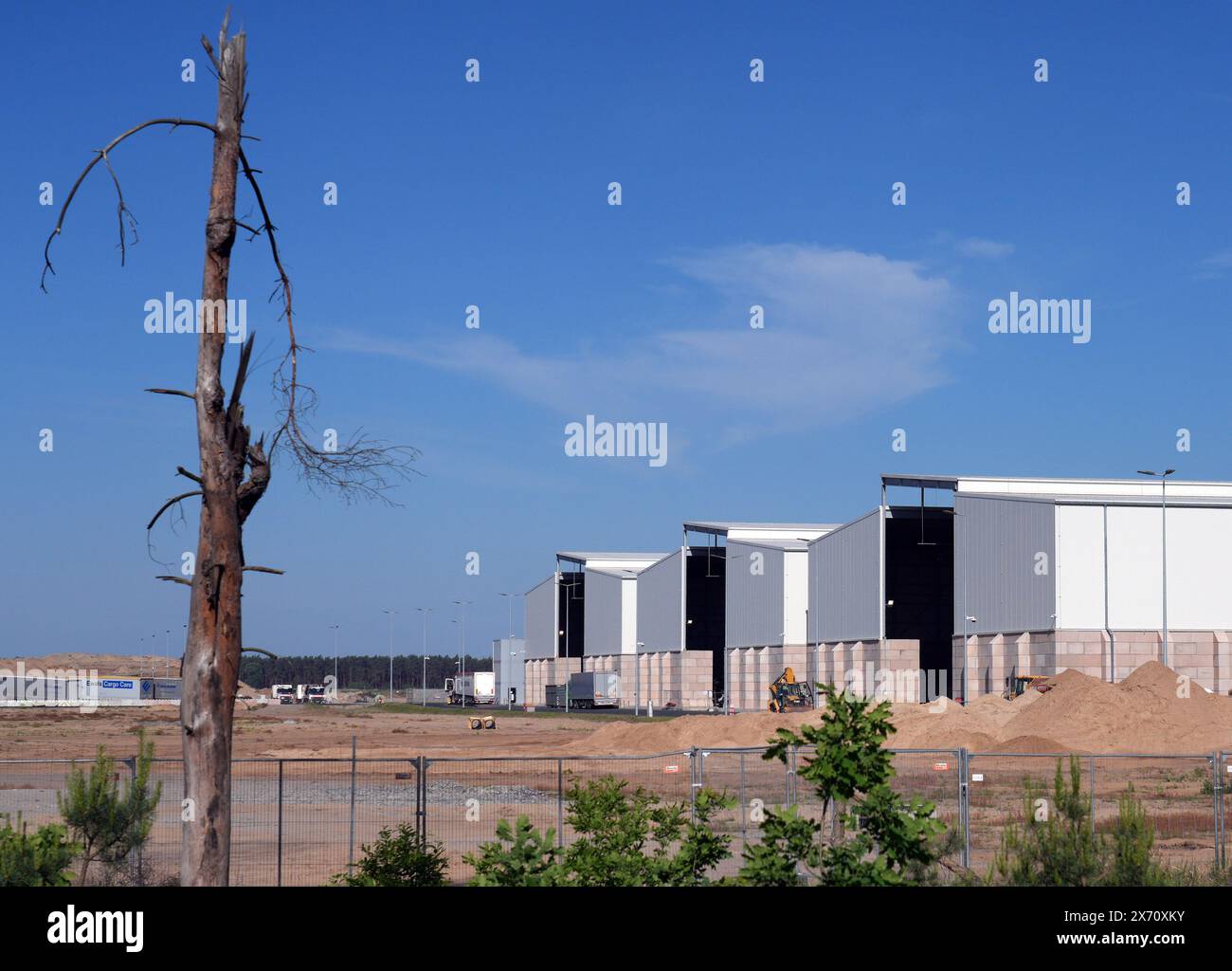 17 maggio 2024, Brandeburgo, Grünheide/ OT Hangelsberg: Un albero morto si trova ai margini della foresta nella parte orientale del sito Tesla Gigafactory. Giovedì sera, i rappresentanti municipali di Grünheide hanno approvato un piano di sviluppo che spiana la strada a un'espansione della fabbrica Tesla. Il produttore di automobili desidera espandere il proprio sito per includere un deposito merci e aree logistiche. Foto: Soeren Stache/dpa Foto Stock