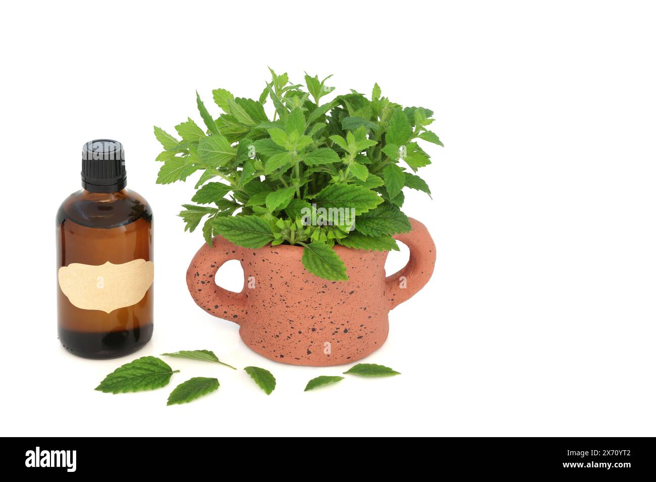 Erbe di balsamo al limone con bottiglia di olio essenziale. Usato in aromaterapia e medicina a base di erbe alternativa per alleviare l'ansia, lo stress e migliorare la salute intestinale. Foto Stock