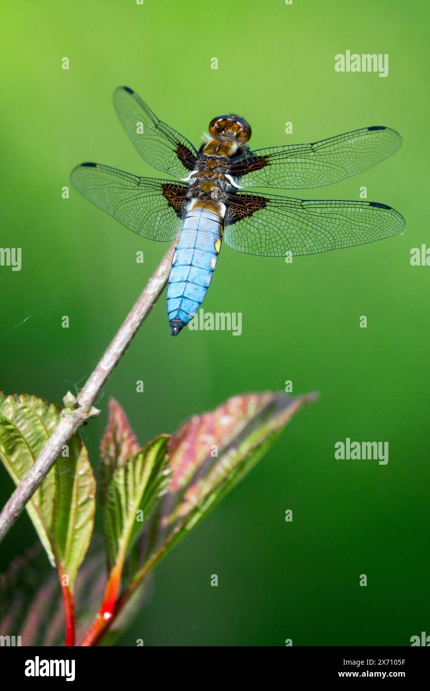 Chaser Libellula depressa male Insect On Foto Stock