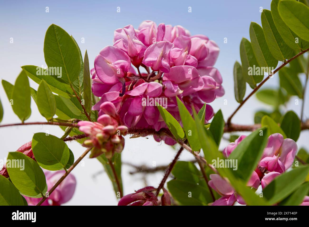 Fiore di acacia rosa - Robinia hispida Foto Stock