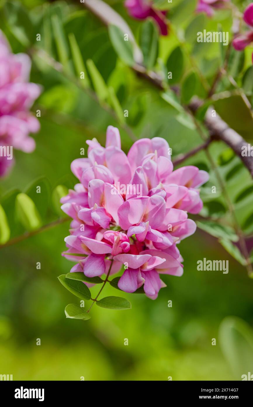 Fiore di acacia rosa - Robinia hispida Foto Stock