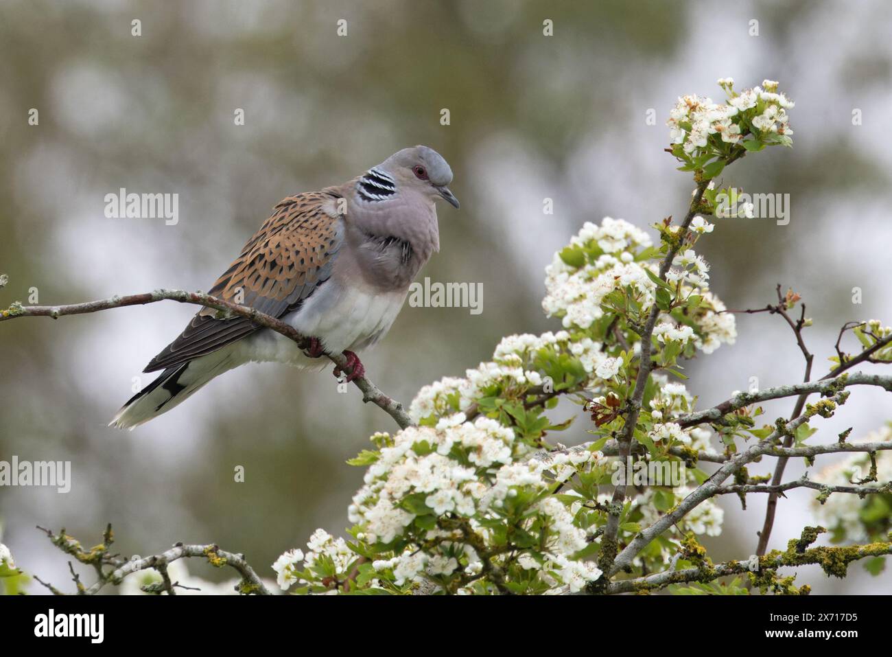 Turtle dove (Streptopelia turtur) canta Snettisham Norfolk maggio 2024 Foto Stock