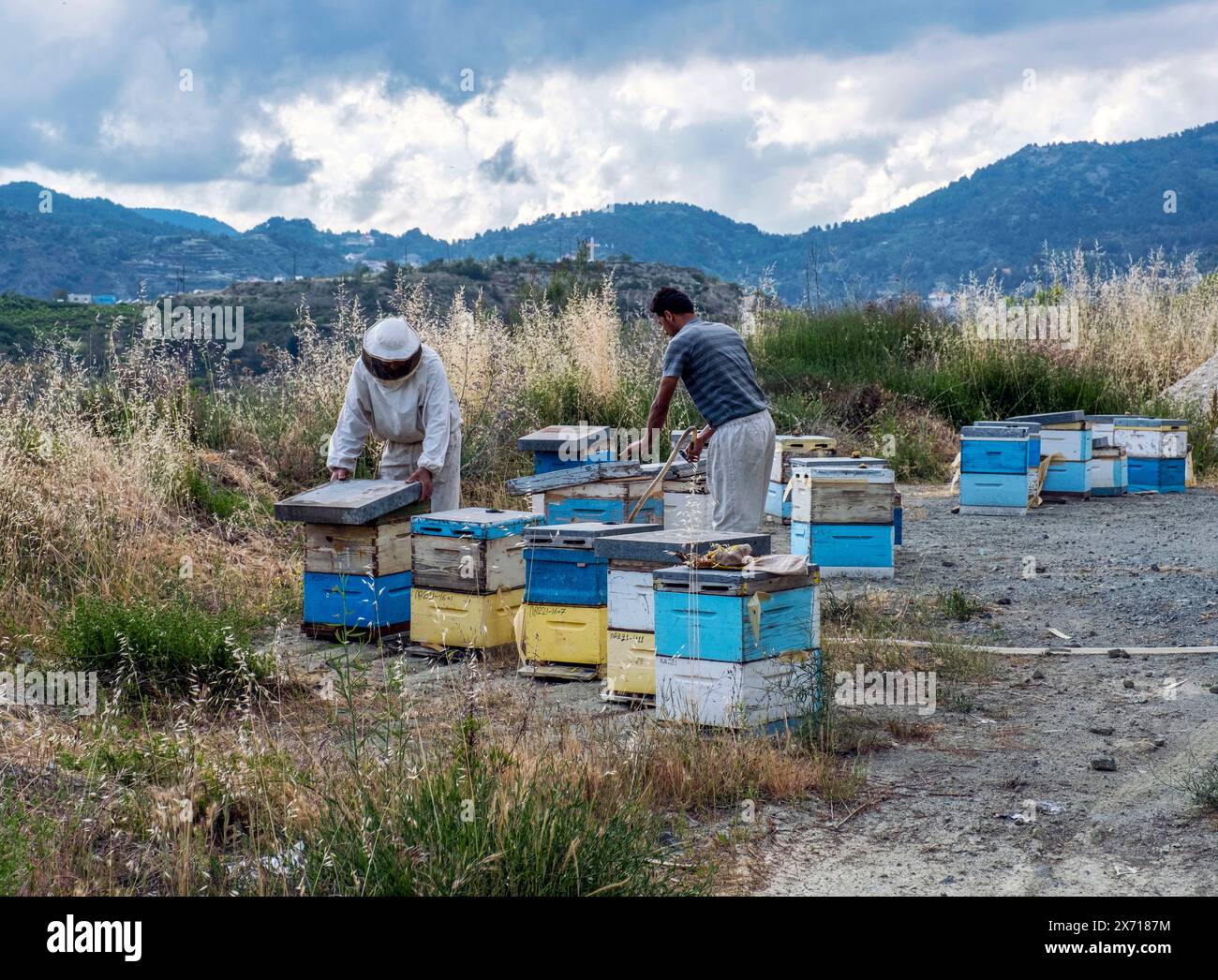 Gli apicoltori frequentano gli alveari delle montagne di troodos vicino ad Agros, Limassol District, Cipro Foto Stock