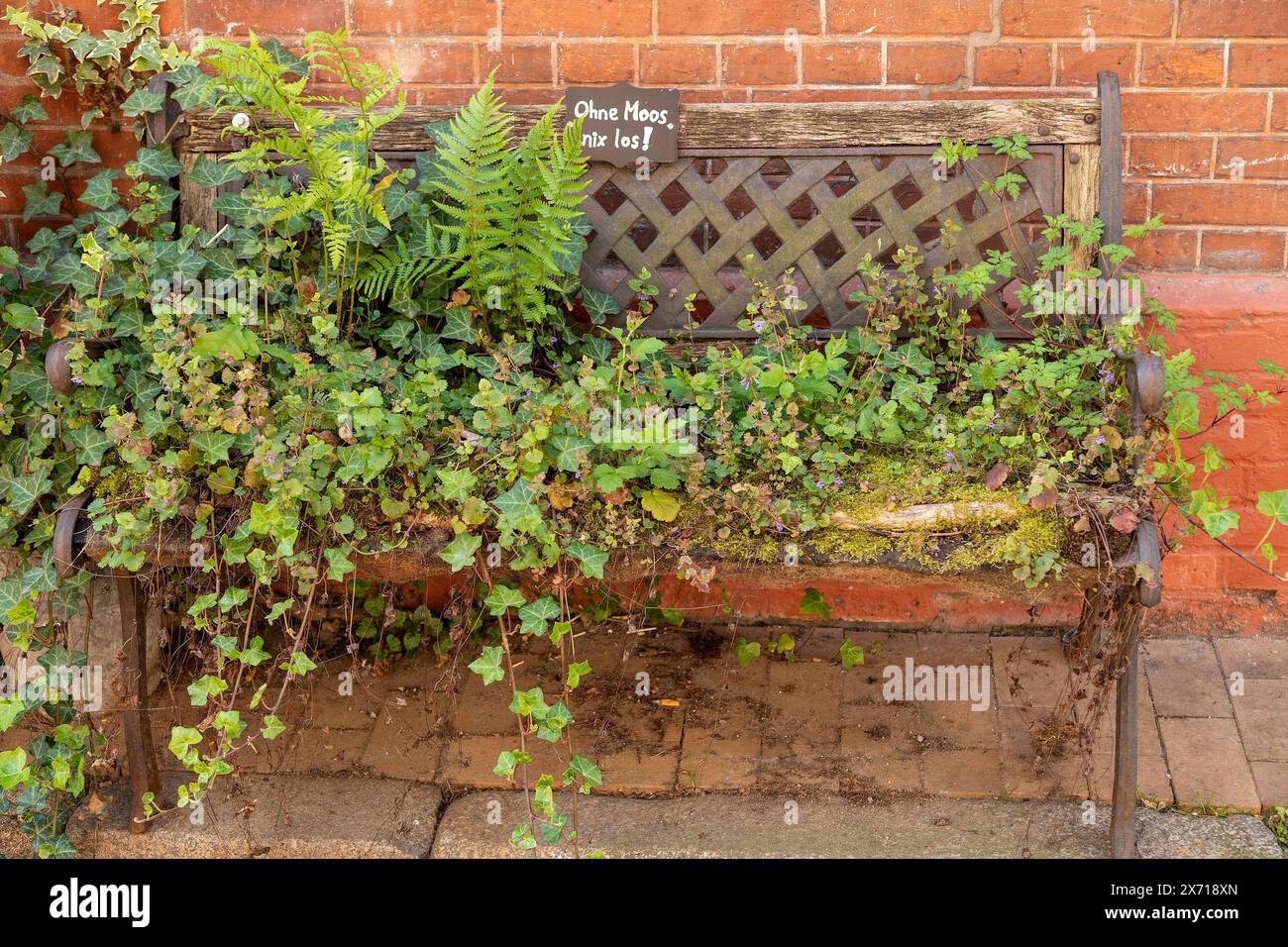 Panchina ricoperta di piante, città vecchia, Lauenburg, Schleswig-Holstein, Germania Foto Stock