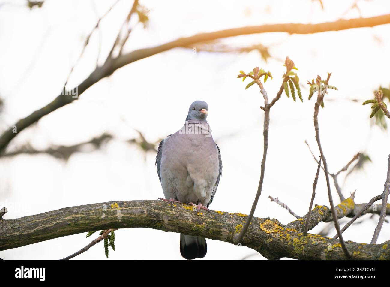 Un piccione grigio siede su un ramo d'albero nel parco in un giorno di primavera. Natura e uccelli selvatici. Messa a fuoco selettiva. vista ravvicinata Foto Stock