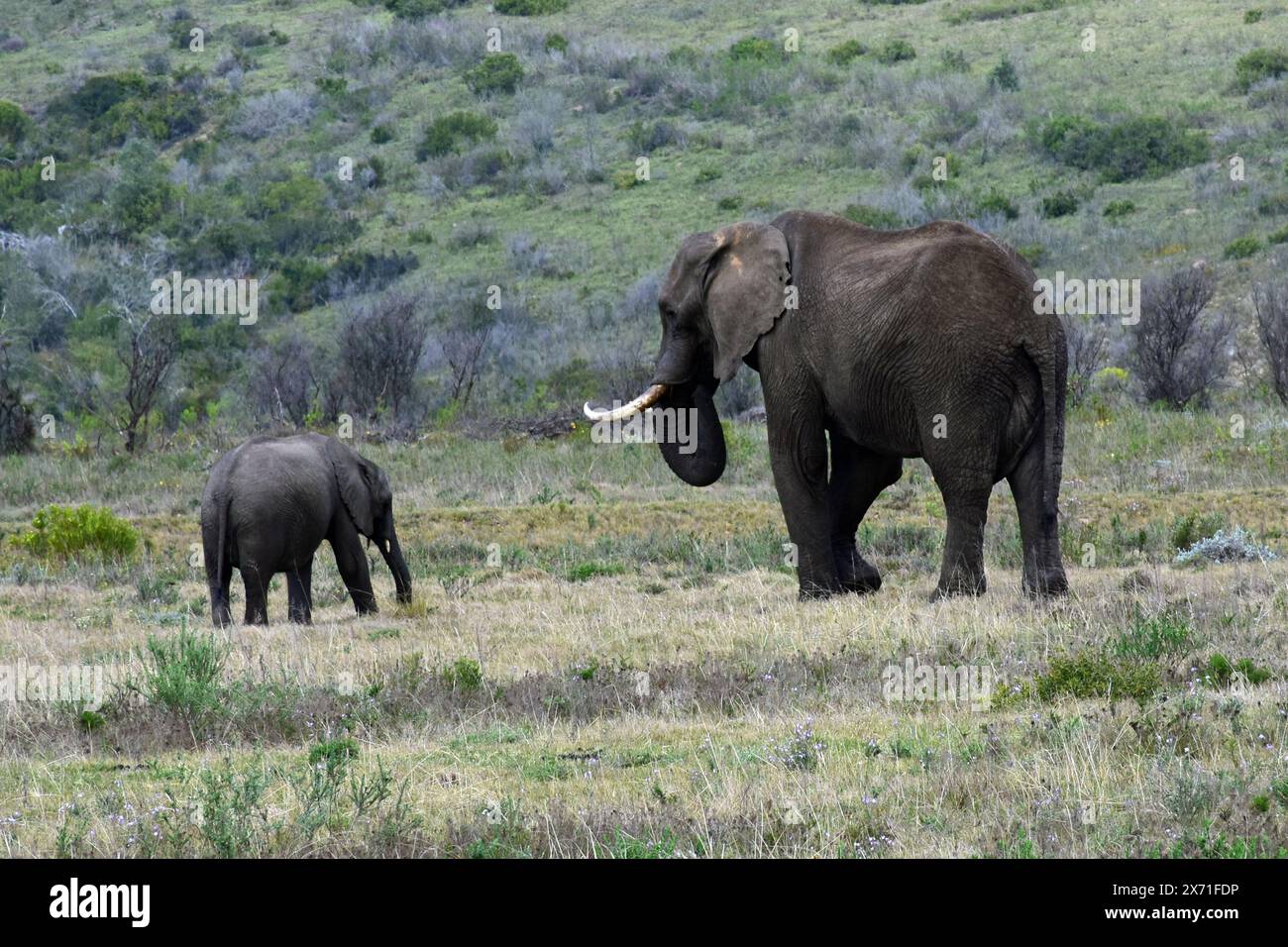 African Bush Elephants, Botlierskop Game Reserve, Little Brak River, Western Cape, Sudafrica Foto Stock