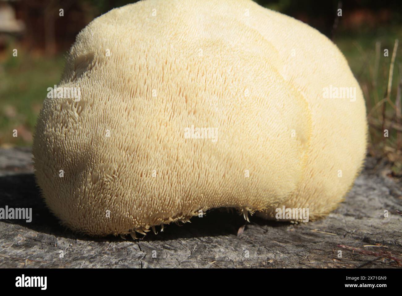 Virginia, U.S.A. primo piano di un fungo Hericium erinaceus (criniera di leone), appena raccolto. Foto Stock