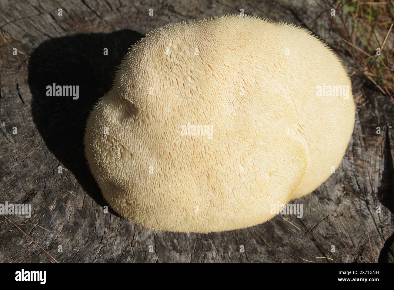 Virginia, U.S.A. primo piano di un fungo Hericium erinaceus (criniera di leone), appena raccolto. Foto Stock