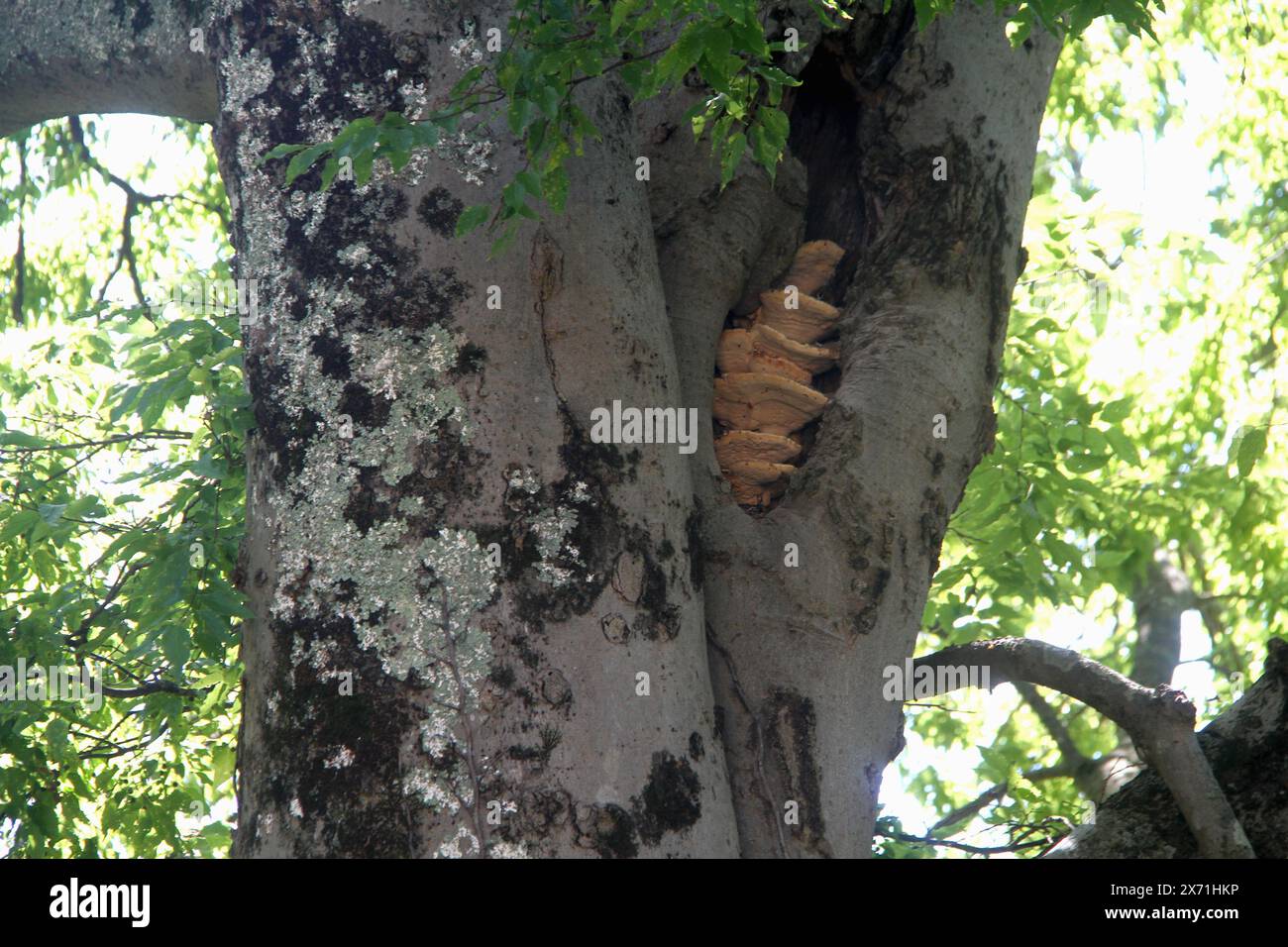 Ammassi di funghi in uno spazio ristretto su un grande albero Foto Stock