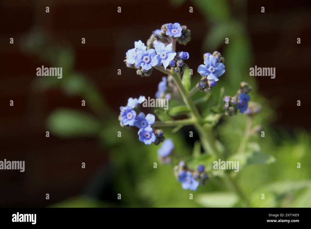 Cynoglossum amabile (cinese mi dimentica non) in fiore Foto Stock