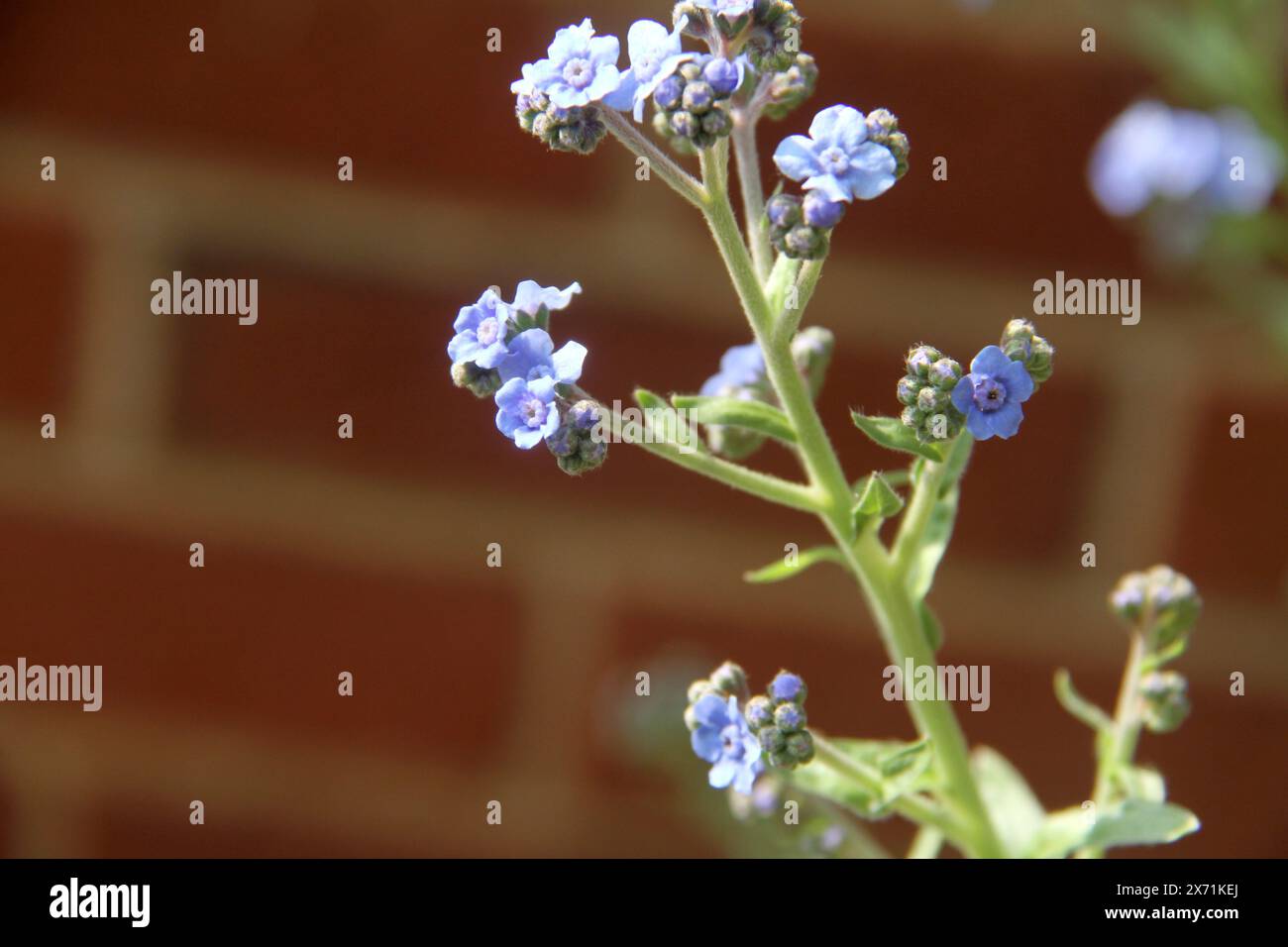 Cynoglossum amabile (cinese mi dimentica non) in fiore Foto Stock