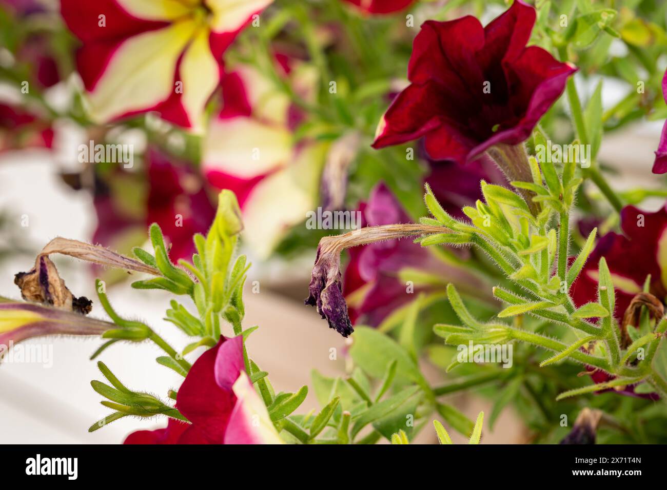Pianta di Petunia con fiori appassiti. Deadesheding, cura delle piante e concetto di giardinaggio dei fiori. Foto Stock