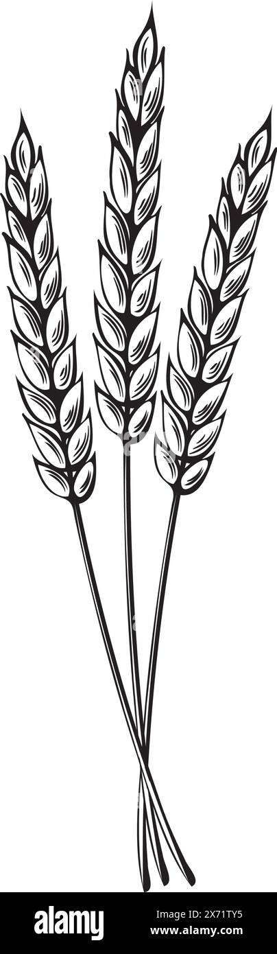 Mucchio di orecchie di grano. Illustrazione vettoriale isolata. Sereals per la produzione di farina. Segale, spikelets d'orzo. Modello per la raccolta di cereali integrali per la chiave Illustrazione Vettoriale