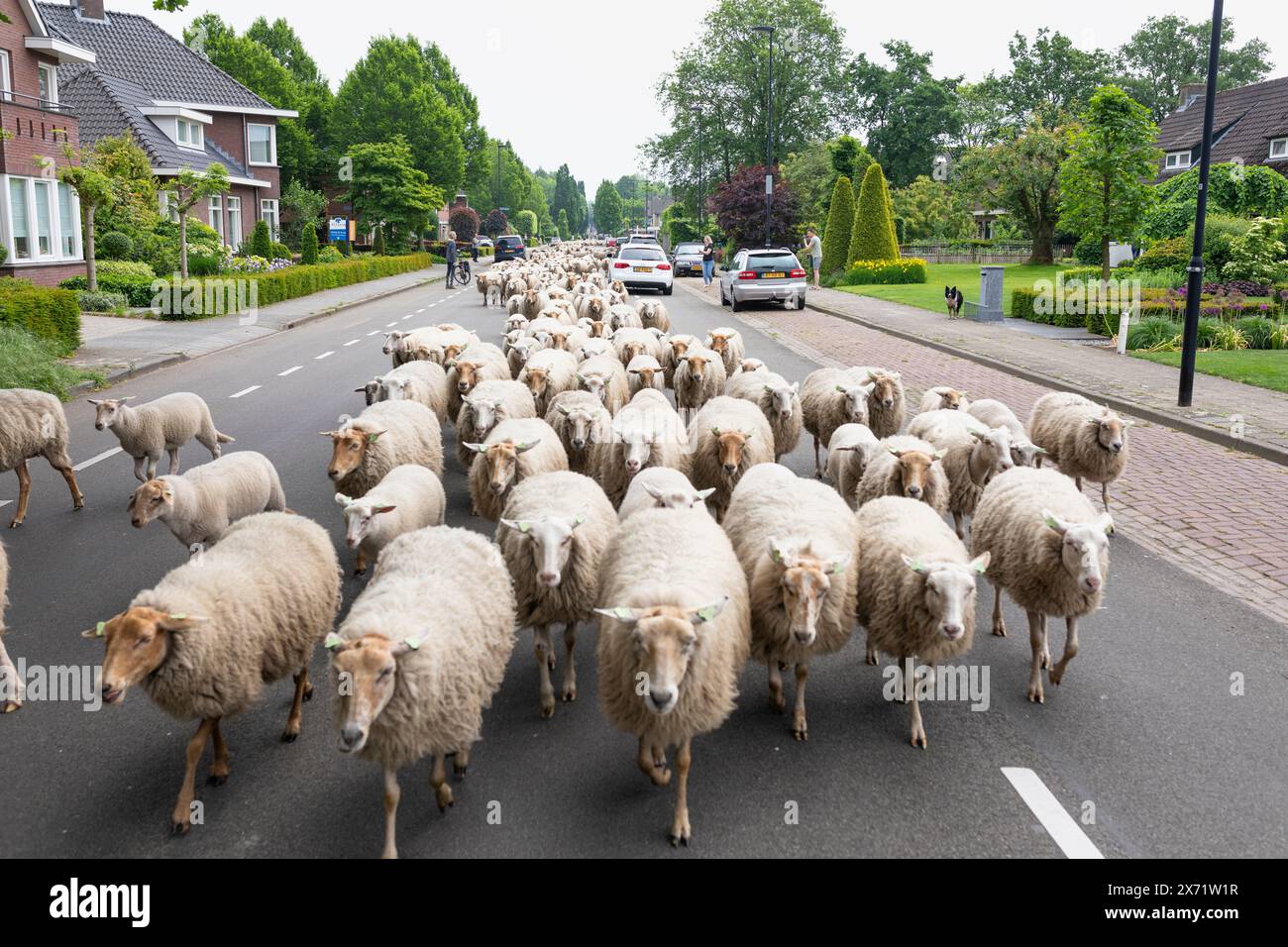 Gregge di pecore che passa per una strada residenziale nei Paesi Bassi Foto Stock Gregge di pecore che passa per una strada residenziale nei Paesi Bassi Foto Stock