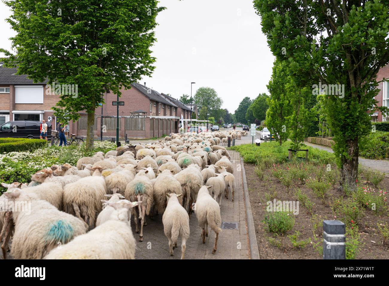 Gregge di pecore che passa per una strada residenziale nei Paesi Bassi Foto Stock Gregge di pecore che passa per una strada residenziale nei Paesi Bassi Foto Stock