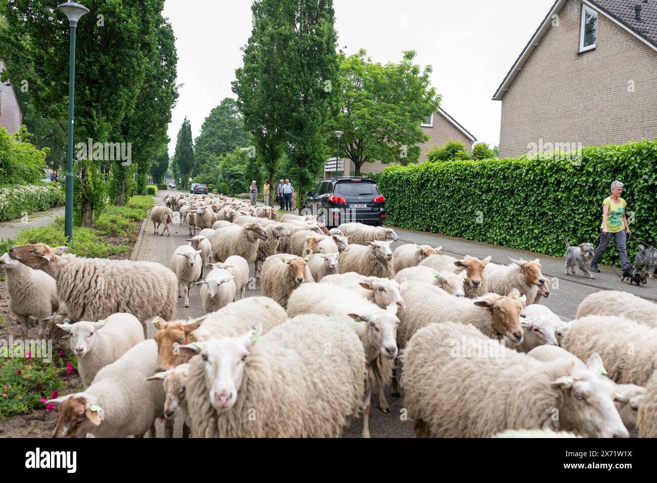 Gregge di pecore che passa per una strada residenziale nei Paesi Bassi Foto Stock Gregge di pecore che passa per una strada residenziale nei Paesi Bassi Foto Stock