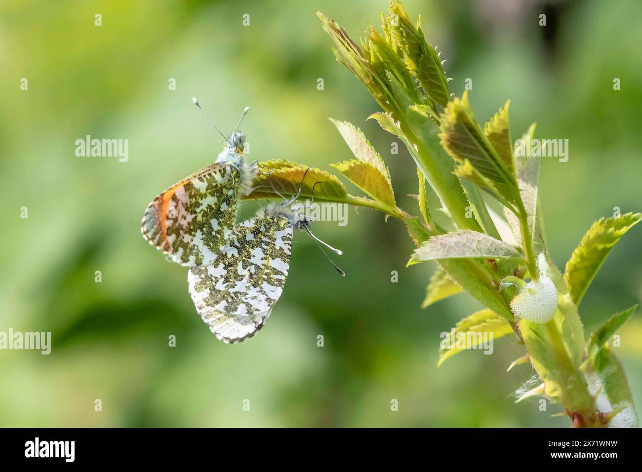 Northamp;ton, Regno Unito 17 maggio 2024. Sping è nell'aria, mentre un paio di farfalle a punta arancione si accoppiano al sole alla riserva naturale Summer Leys questa mattina. Credito: Keith J Smith. / Alamy Live News Foto Stock