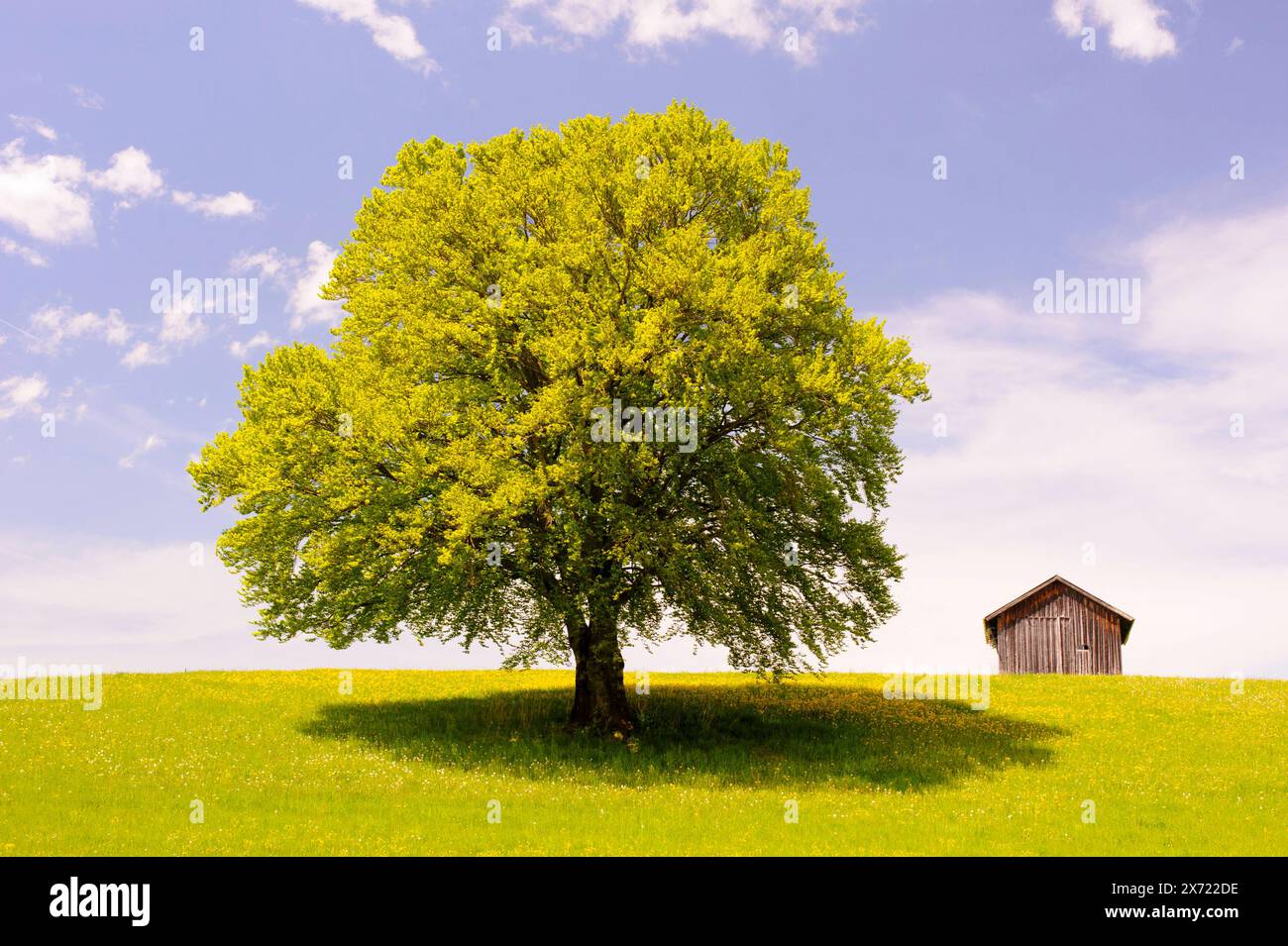 Eine buche im Frühling Eine buche steht als Einzelbaum auf einer Wiese im Frühling *** Un faggio in primavera Un faggio si trova da solo in un prato Foto Stock