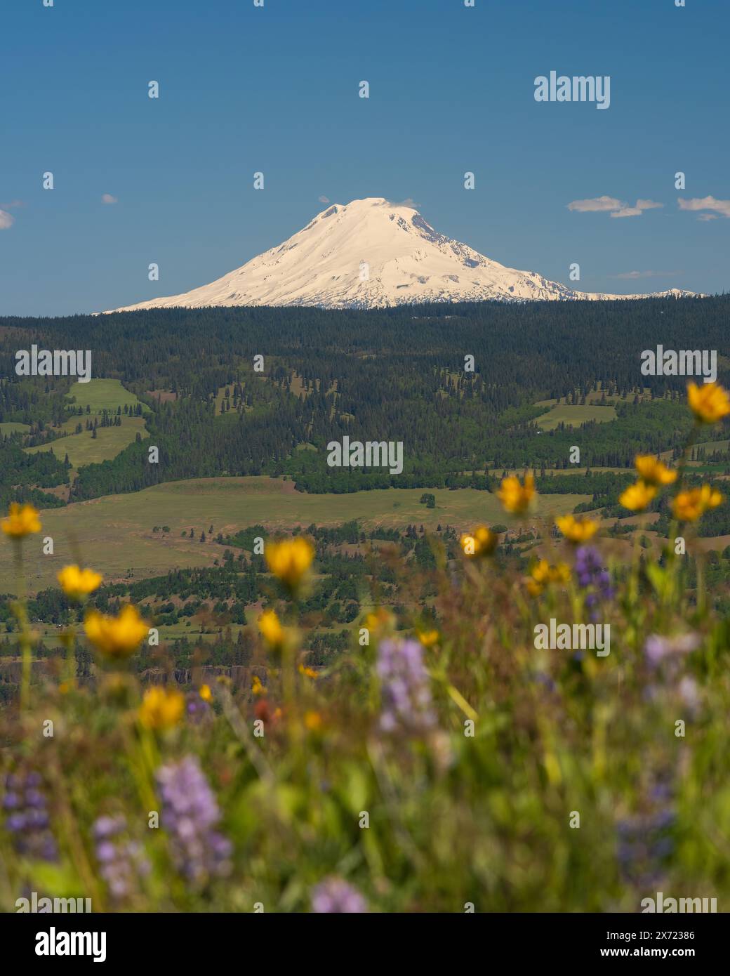 Innevato sul monte Adams, Washington, con splendide vedute della gola del fiume Columbia e dei fiori selvatici da McCall Point Hike, Oregon Foto Stock