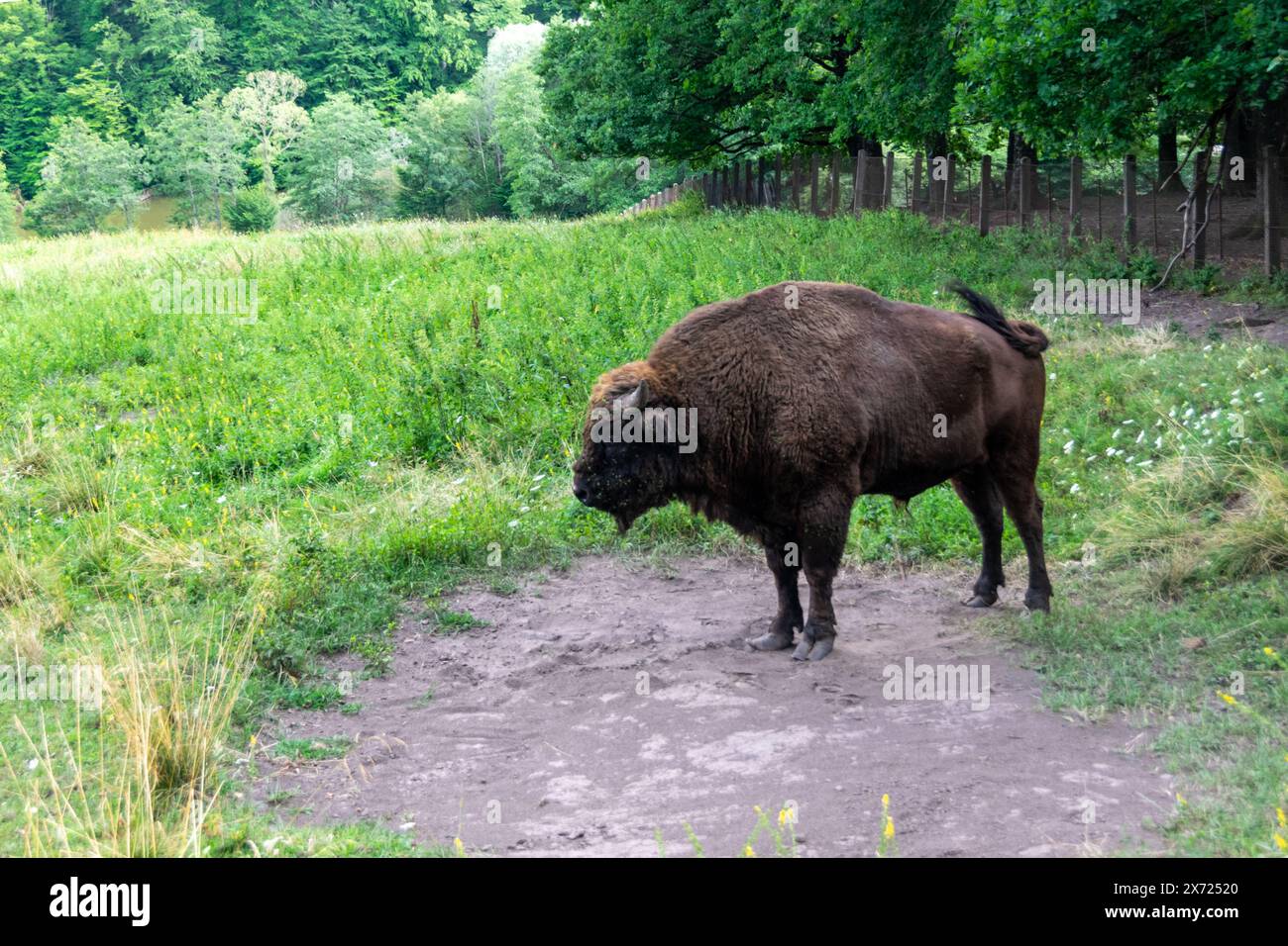 Bisonte europeo pascolato in un campo Foto Stock