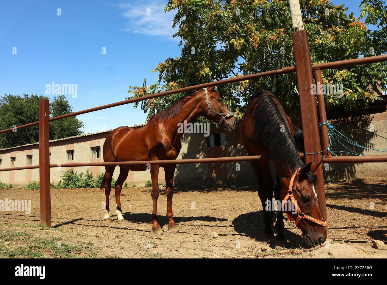 Foto di tenerezza tra bellissimi cavalli da baia. Vita equestre in fattoria. Agricoltura e cura dei cavalli. Foto Stock