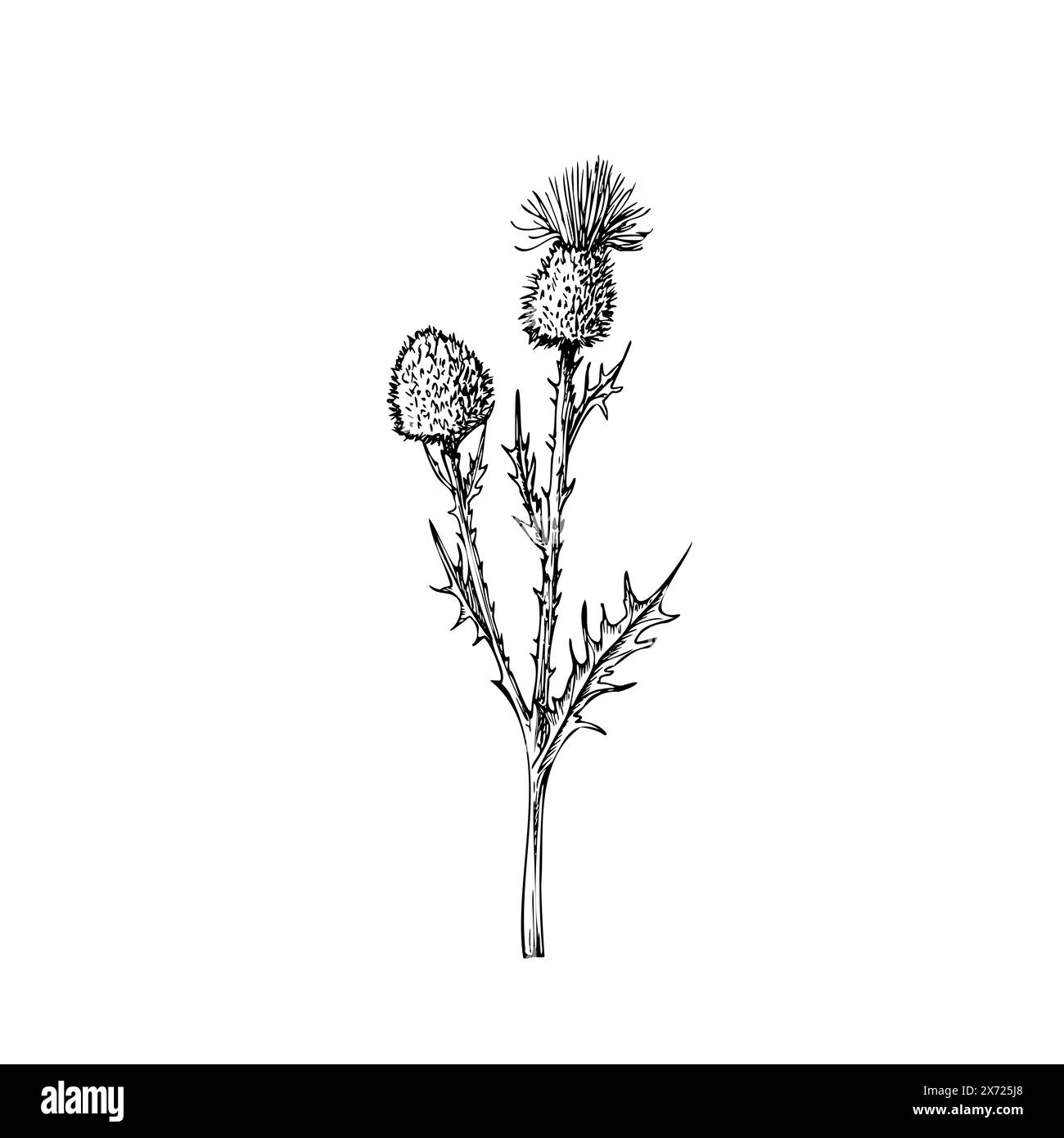 Burdock vettoriale. Fiore di arctium dipinto a mano. Clip art grafica isolata sullo sfondo. Illustrazione botanica e di nozze. Per designer, inviti, Illustrazione Vettoriale
