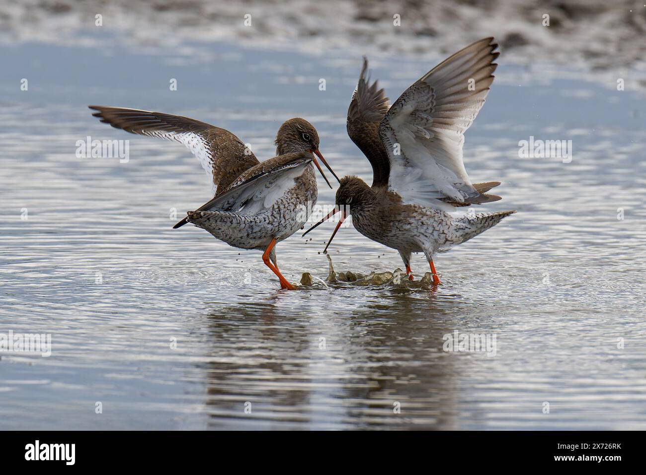 Un paio di totanus Redshanks-Tringa mostrano corteggiamento. Foto Stock