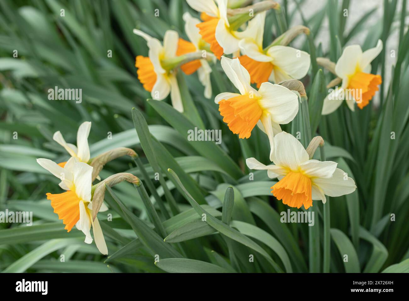 Gruppo di narcisi bianchi con centro arancione. Classificazione Narcissus gruppo due. Foto Stock