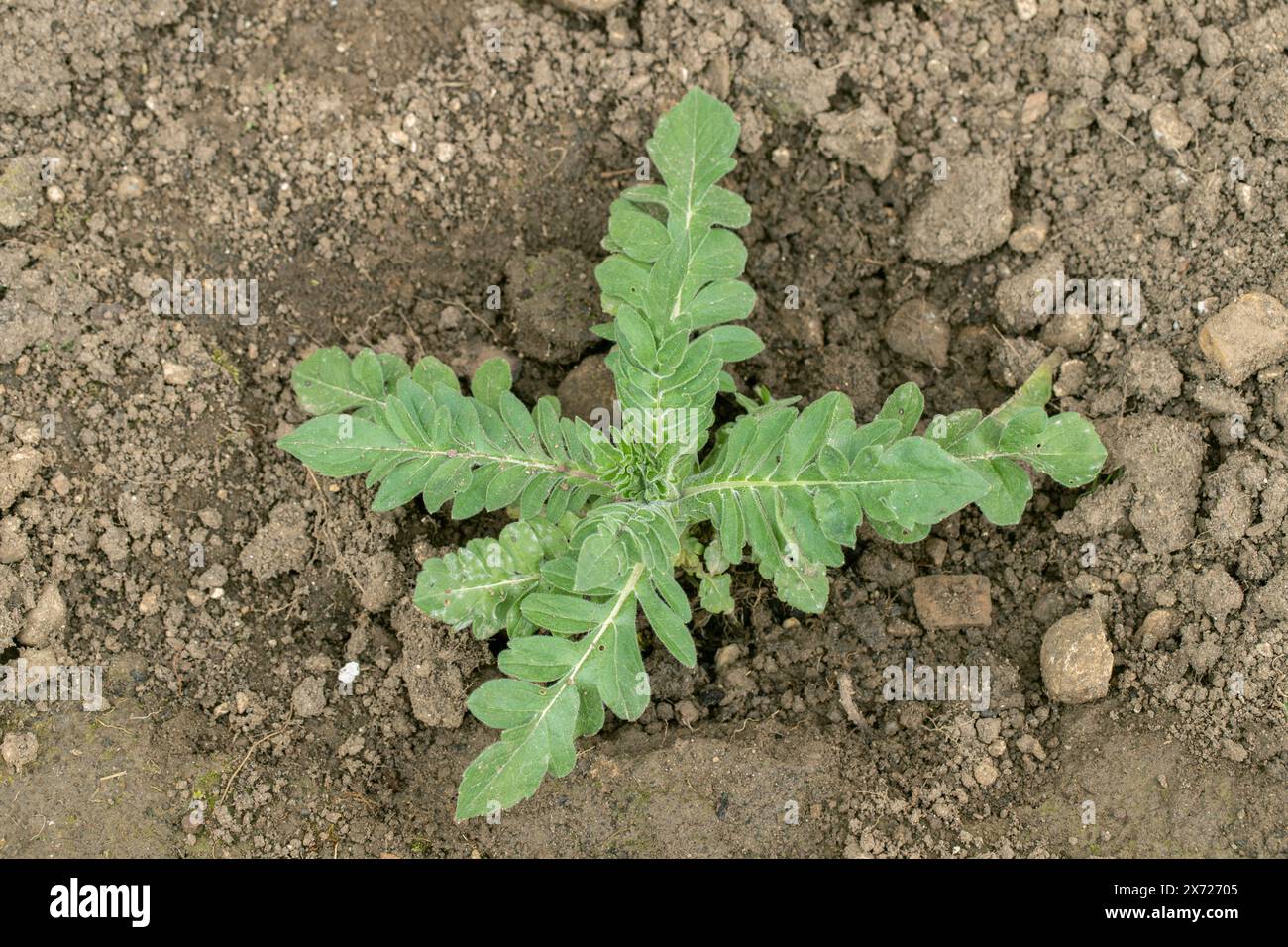 Semina di un campo scabioso (Knautia arvensis). Le piante giovani stanno crescendo. Foto Stock