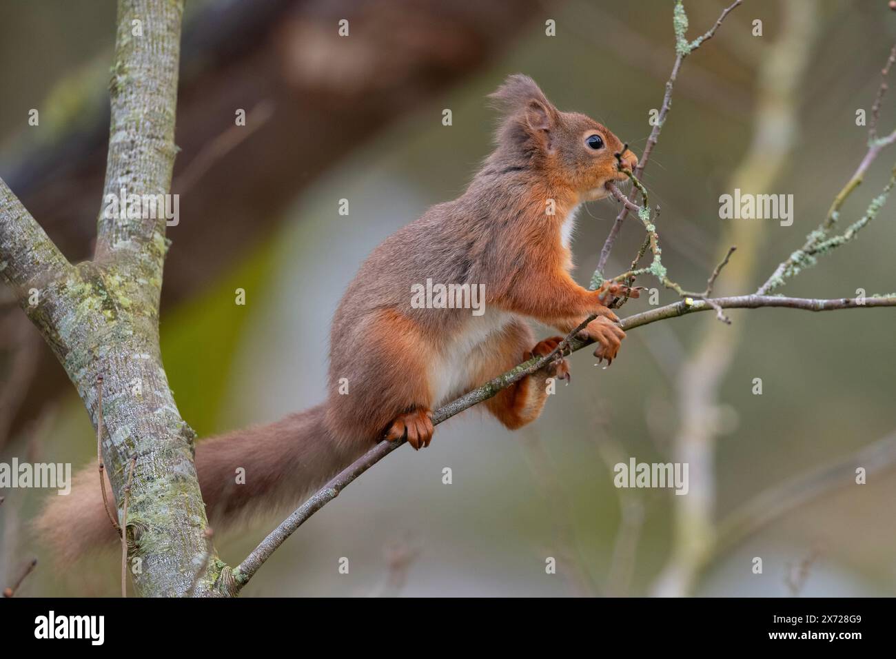 Scoiattolo rosso (Sciurus vulgaris) che raccoglie materiale di nidificazione nel Lake District, Inghilterra. Foto Stock