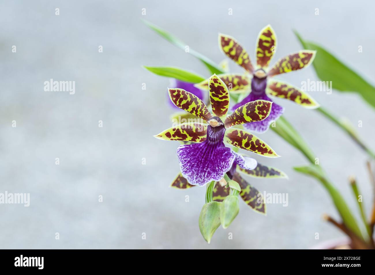 Fiore di orchidea Zygopetalum. Spazio per il testo. Foto Stock