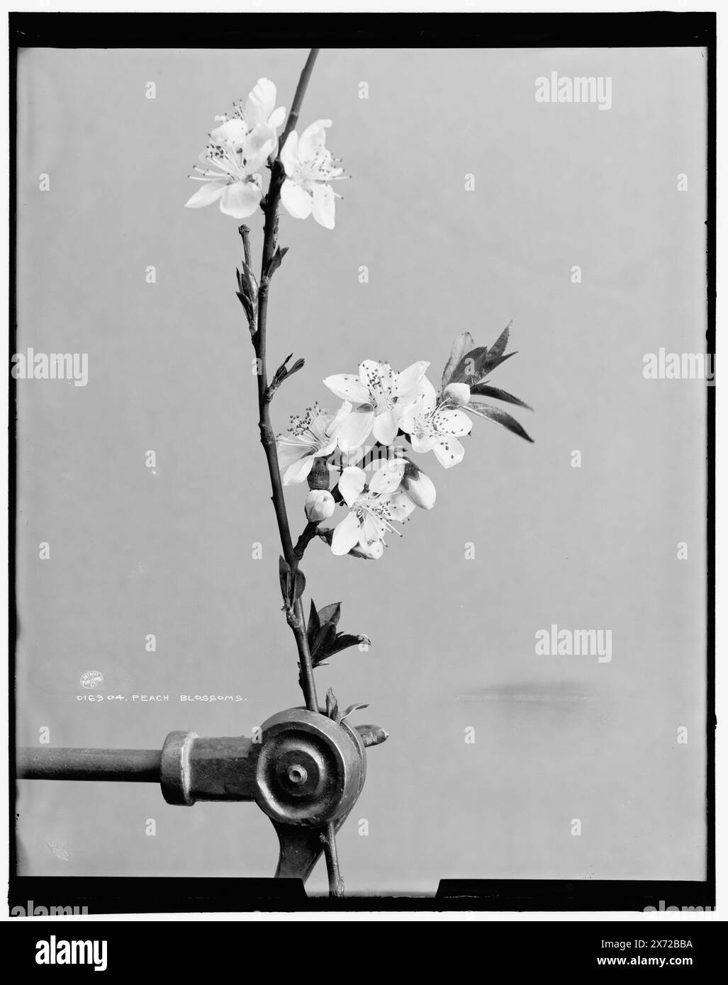 Peach Blossoms, Data basata su Detroit, Catalogo P (1906)., Detroit Publishing Co. N. 016304., Gift; State Historical Society of Colorado; 1949, Flowers. , Alberi di pesca. Foto Stock