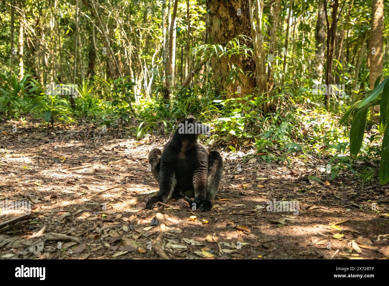 Lemur Indri indri, babakoto, il più grande lemuro bianco e nero del Madagascar. sfondo retroilluminato della foresta pluviale, primo piano. animale carino con occhi blu perforanti Foto Stock