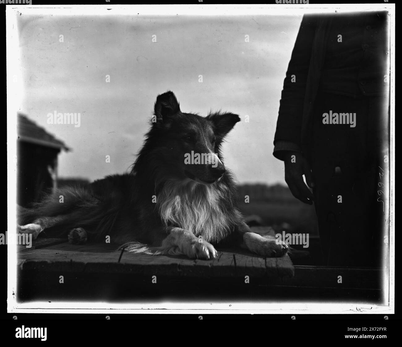 Collie's Head, Glass Transparency (LC-D4-12665 A e LC-D4-12665 B) disponibili sui telai per videodisc 1A-29447 e 1A-29448. Le trasparenze sono varianti vicine del negativo., Detroit Publishing Co. N.. 12665., Gift; State Historical Society of Colorado; 1949, Dogs. Foto Stock