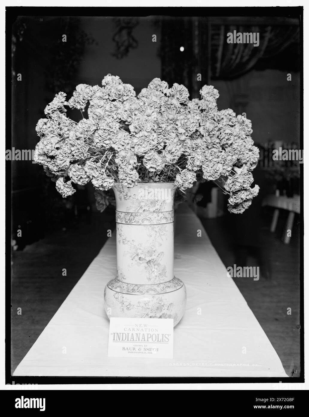 Indianapolis Carnation, American Carnation Society Exhibition, Detroit, Mich., Title from jacket., Detroit Publishing Co. N. 043064., Gift; State Historical Society of Colorado; 1949, spettacoli di fiori. , Garofani. , Stati Uniti, Michigan, Detroit. Foto Stock