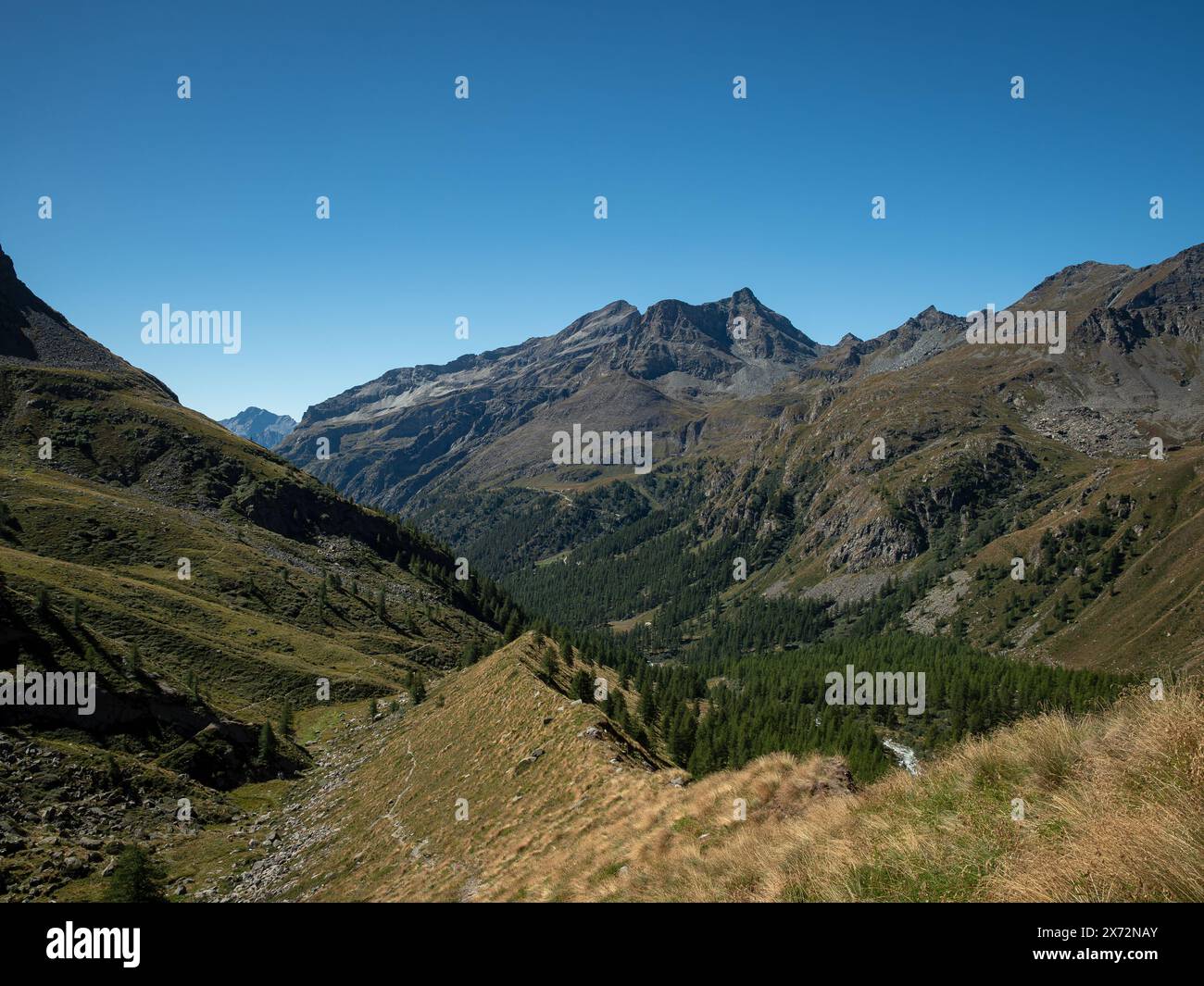 Valle verde con erba, foresta e fiume, nella valle del Lys, sopra Staffal e Gressoney la Trinite, in Valle d'Aosta. alpi Pennine Foto Stock