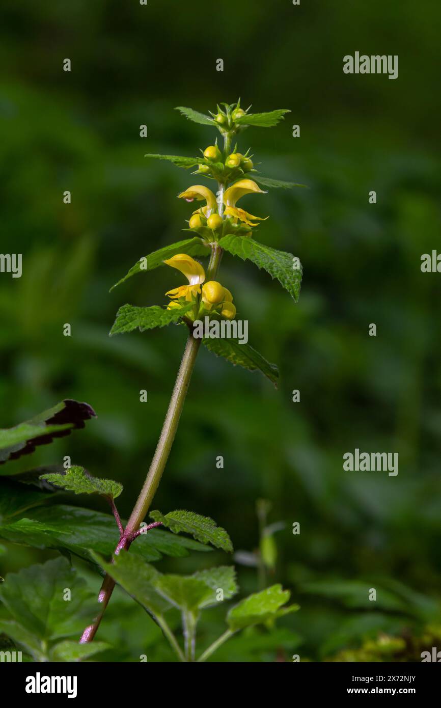 Pianta di arcangelo giallo galeobdolon di lamio con fiori e foglie verdi con strisce bianche, che crescono in una foresta - immagine Foto Stock