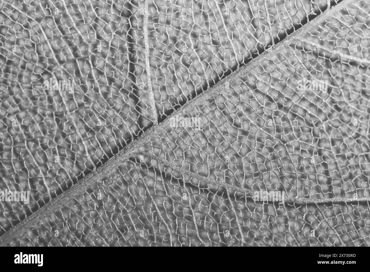 fotografia macro in bianco e nero, sfondo naturale di piante sotto forma di foglia scheletrica, primo piano, con spazio di copia Foto Stock