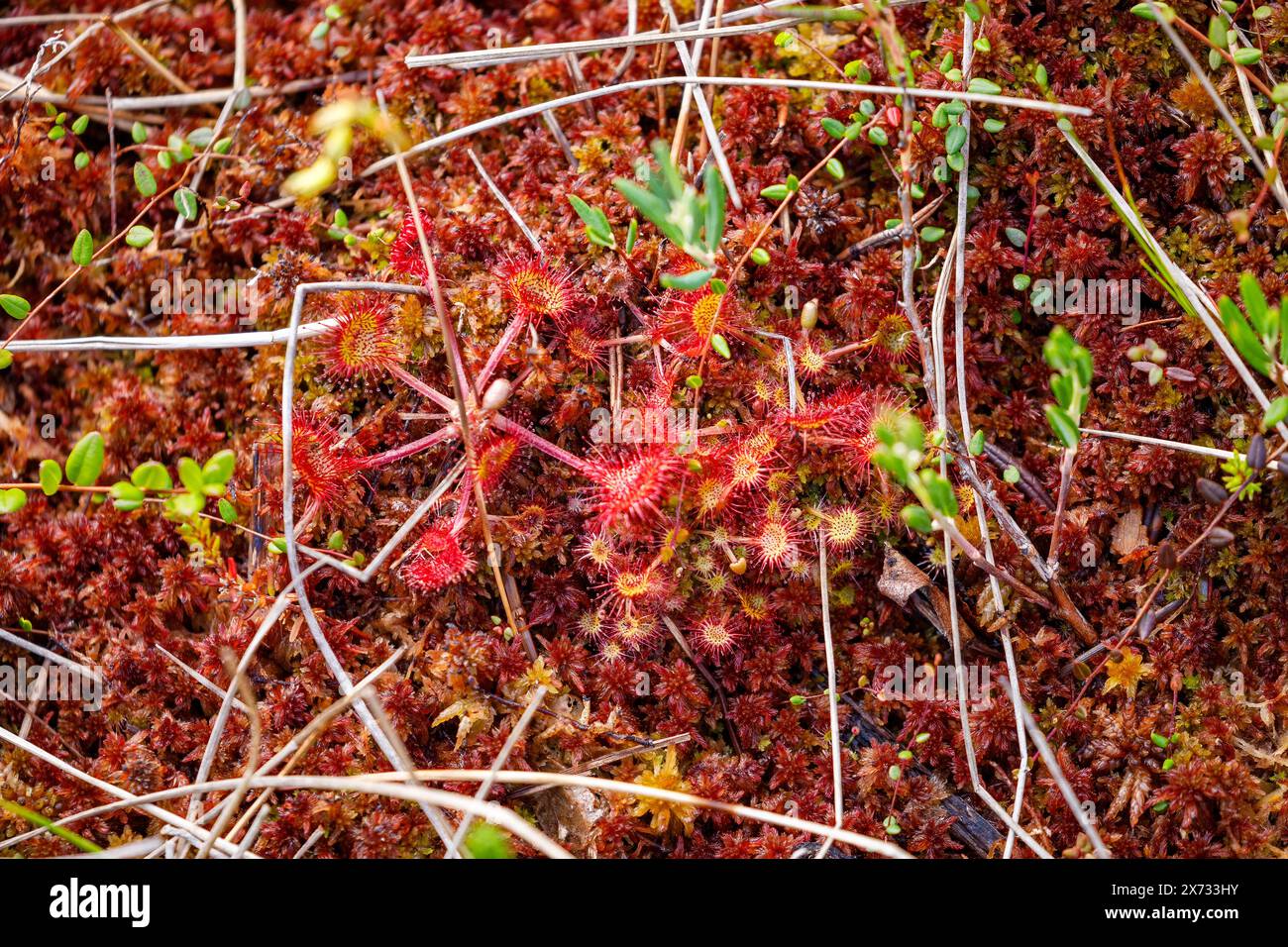 Una pianta di rugiada nelle paludi Foto Stock