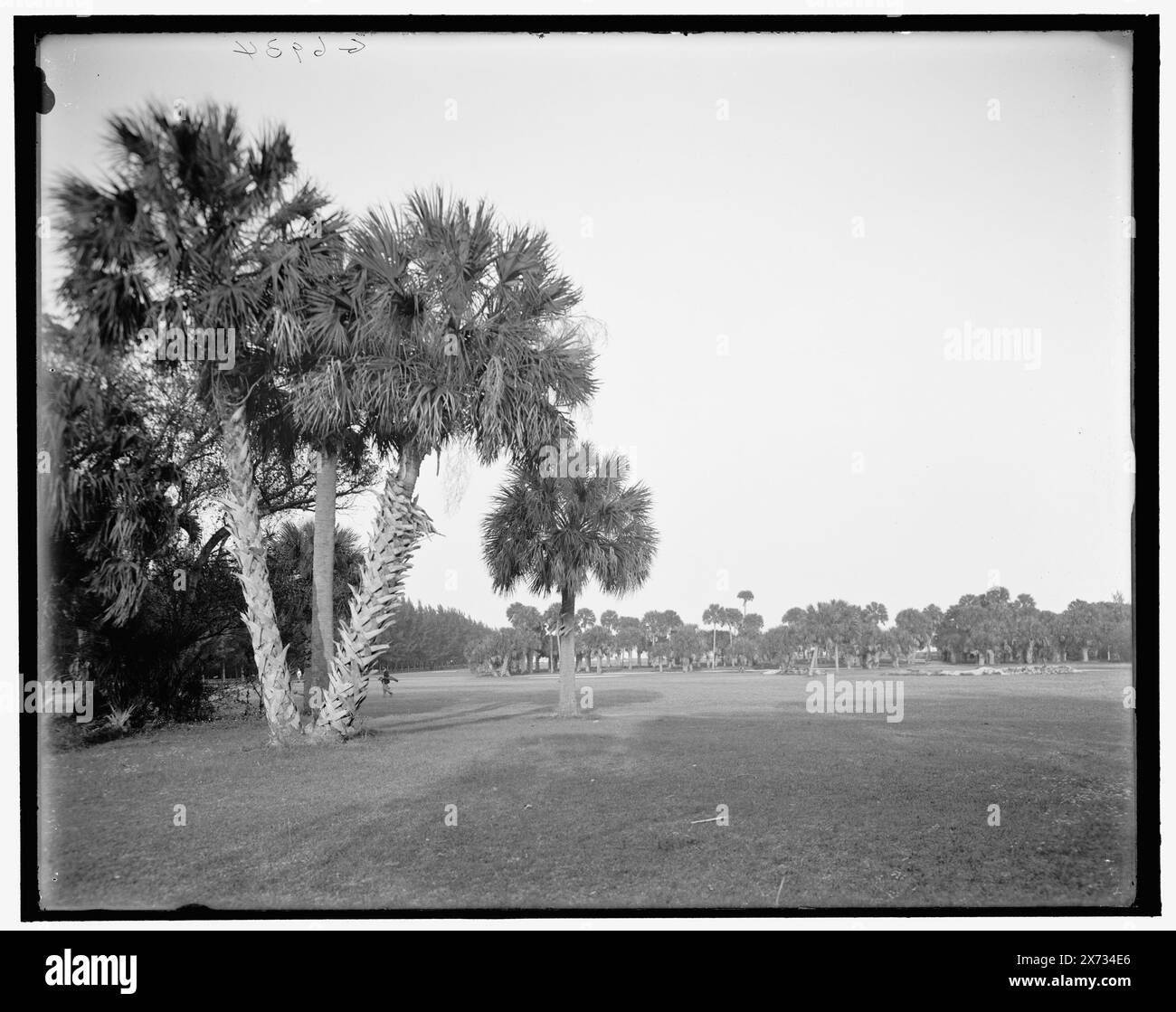 The Golf Links, Palm Beach, Flag., Title from jacket., 'G 6934' on negative., Detroit Publishing Co. N. 039551., Gift; State Historical Society of Colorado; 1949, Golf. , Stati Uniti, Florida, Palm Beach. Foto Stock