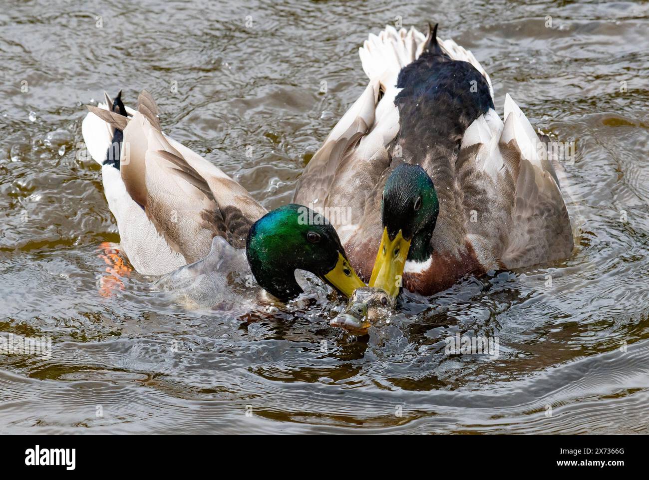 Un'anatra Mallard che attira l'attenzione di quattro prosciutti e provoca una commozione colorata su un laghetto di mulini vicino a Preston, Lancashire, Regno Unito Foto Stock