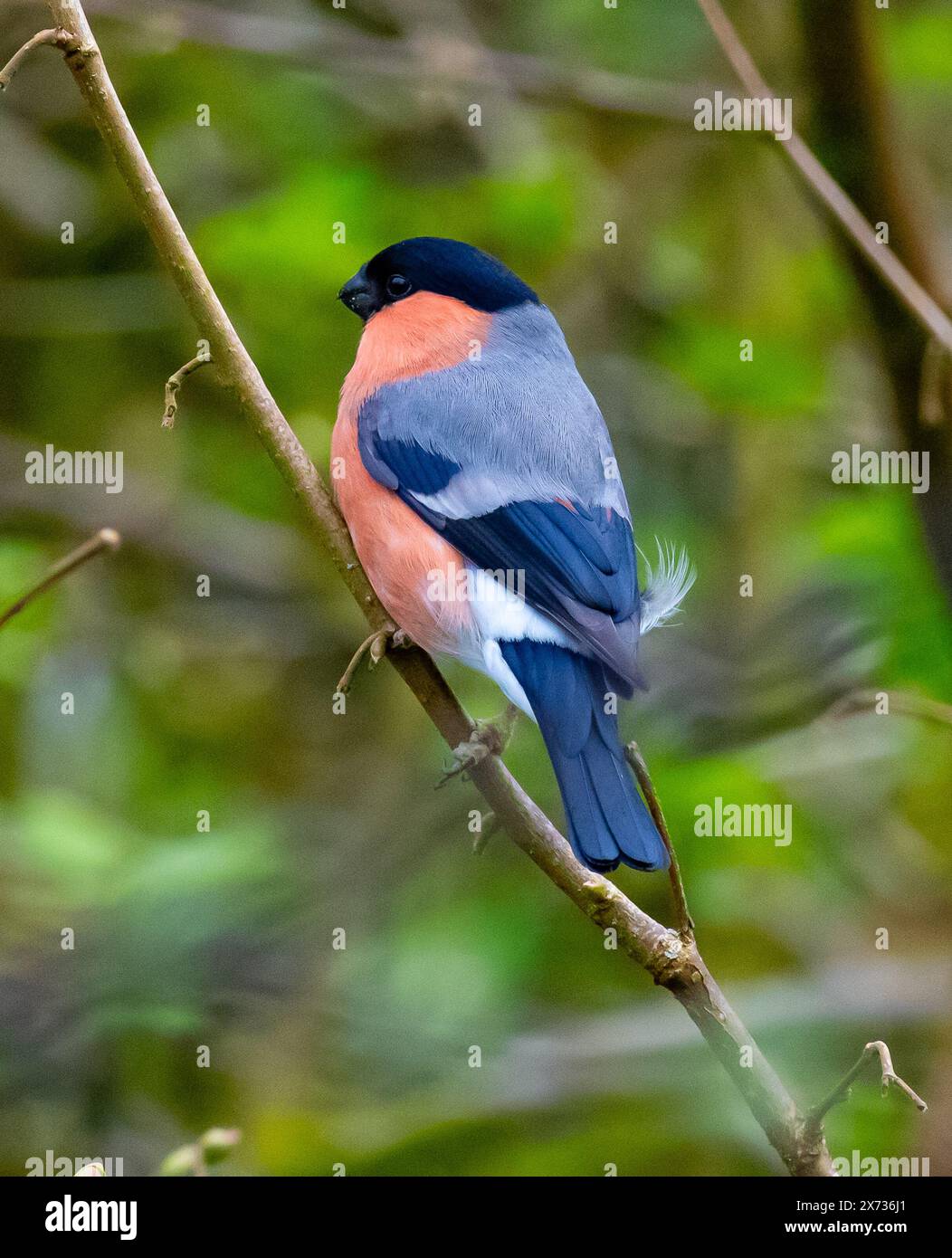 Maschio Bullfinch a Leighton Moss, Silverdale, Carnforth, Lancashire, UK Foto Stock