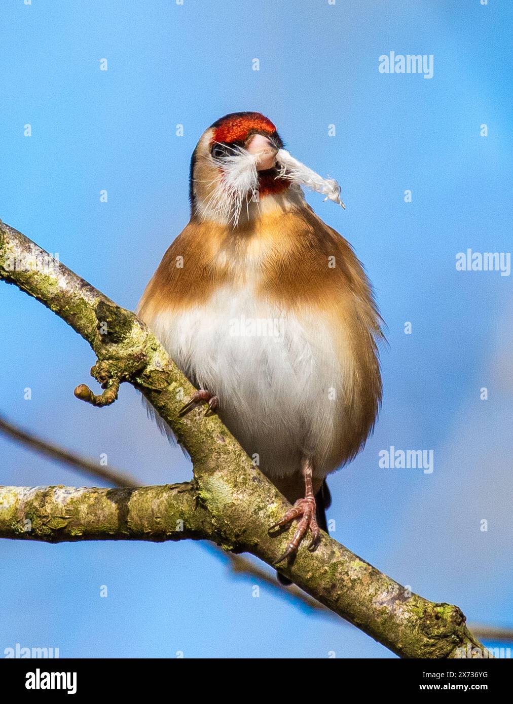 Un goldfinch con una piuma per nidificare, Arnside, Milnthorpe, Cumbria, Regno Unito Foto Stock