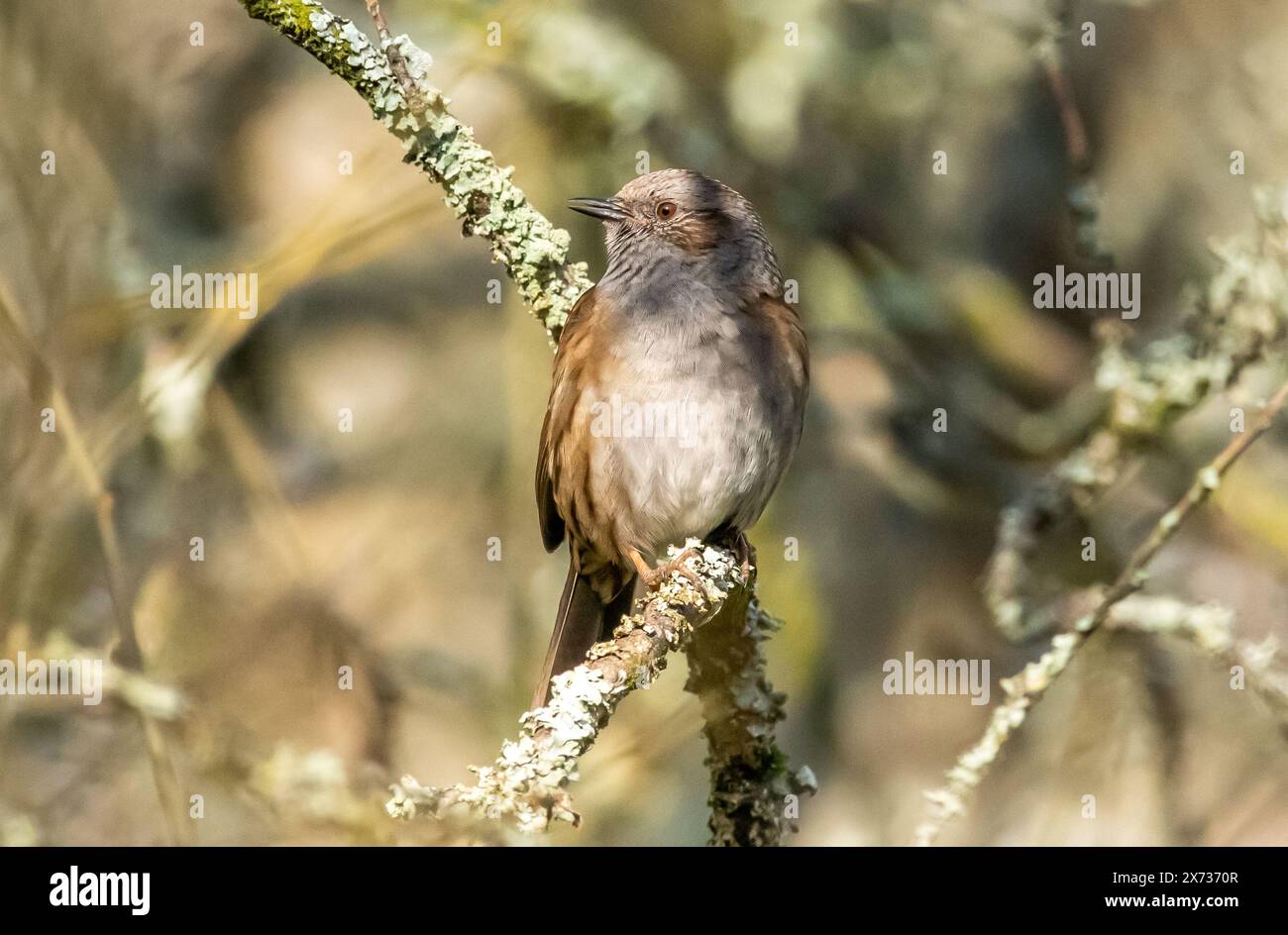 Un Dunnock su un ramo con lichene, Arnside, Milnthorpe, Cumbria, Regno Unito Foto Stock