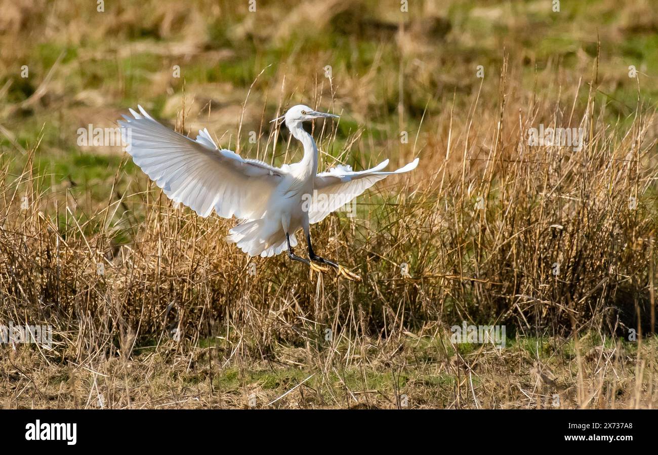 Un piccolo egret, Arnside, Milnthorpe, Cumbria, Regno Unito Foto Stock