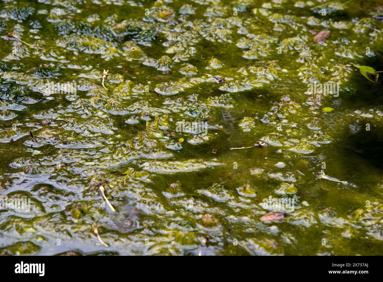 Abbondanza di piante infestanti coperte o di seta che crescono in uno stagno da giardino. Foto Stock