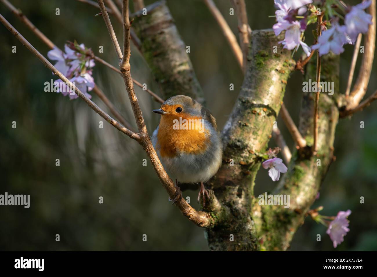 Un Robin in un albero fiorito, Arnside, Milnthorpe, Cumbria, Regno Unito Foto Stock