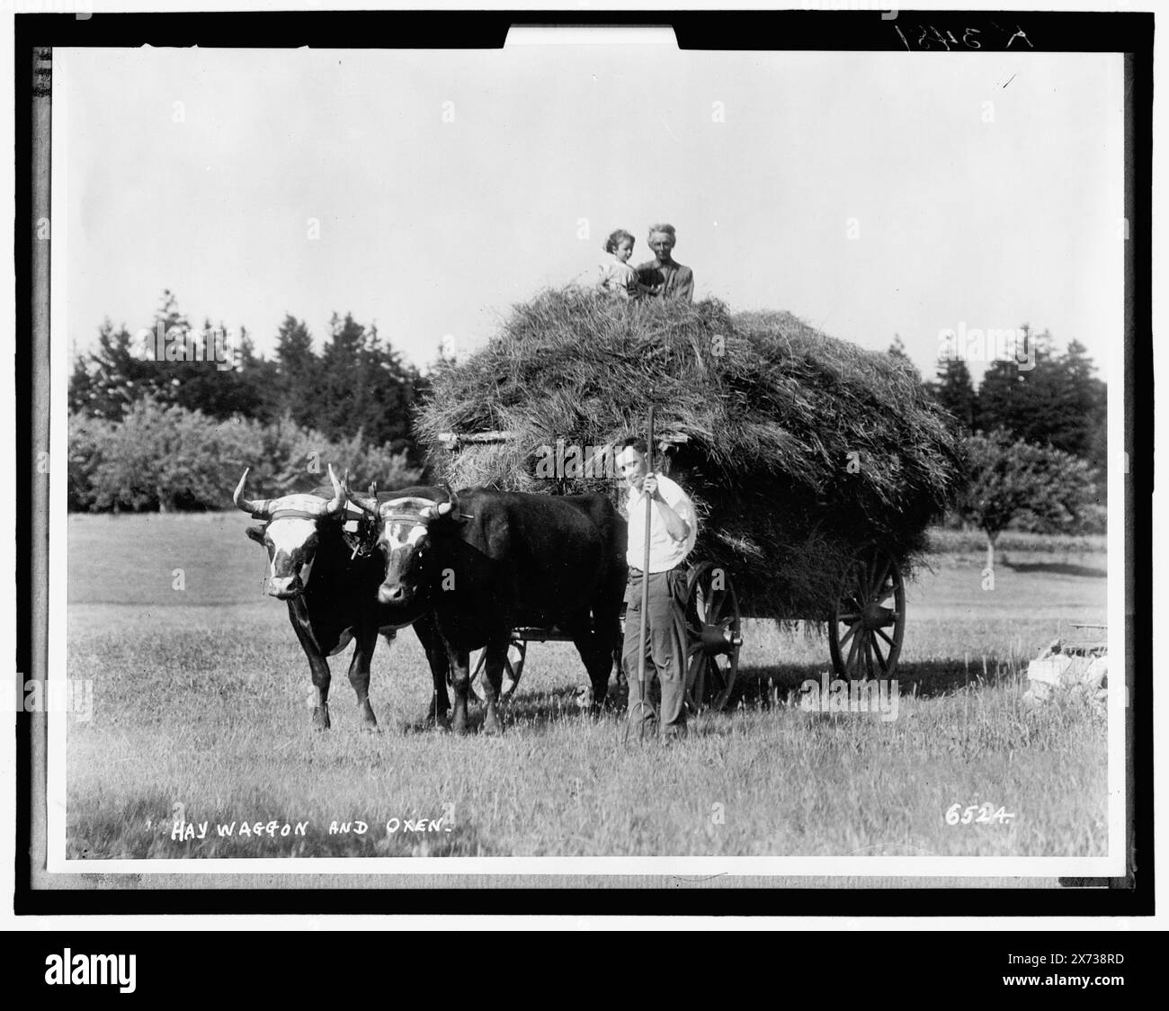Carro da fieno, ad esempio carro e buoi, forse Northfield, Massachusetts., 'K 3481' e '6524' su negative., No Detroit Publishing Co. N., Gift; State Historical Society of Colorado; 1949, Ox Teams. , Raccolta. , Fieno. Foto Stock